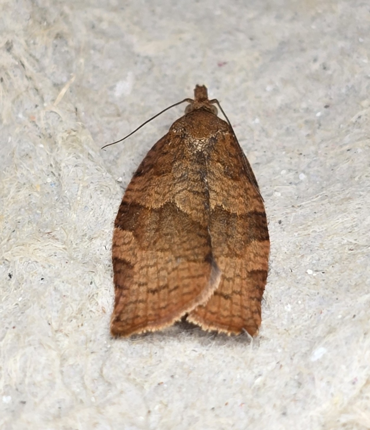 Photo of Dark Fruit-tree Tortrix (Pandemis heparana)